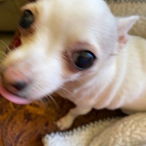 Meet your Posher, Cherie